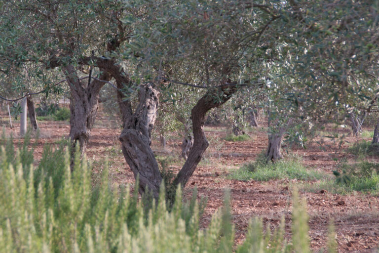 Plantagen Fontanasalsa der producerer vores olivenolie